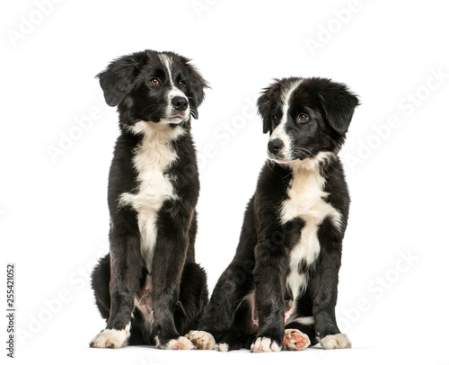 Border Collie, 3 months old, sitting in front of white backgroun © Eric Isselée
