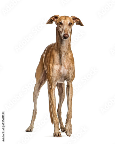 Spanish greyhound, 6 years old, in front of white background