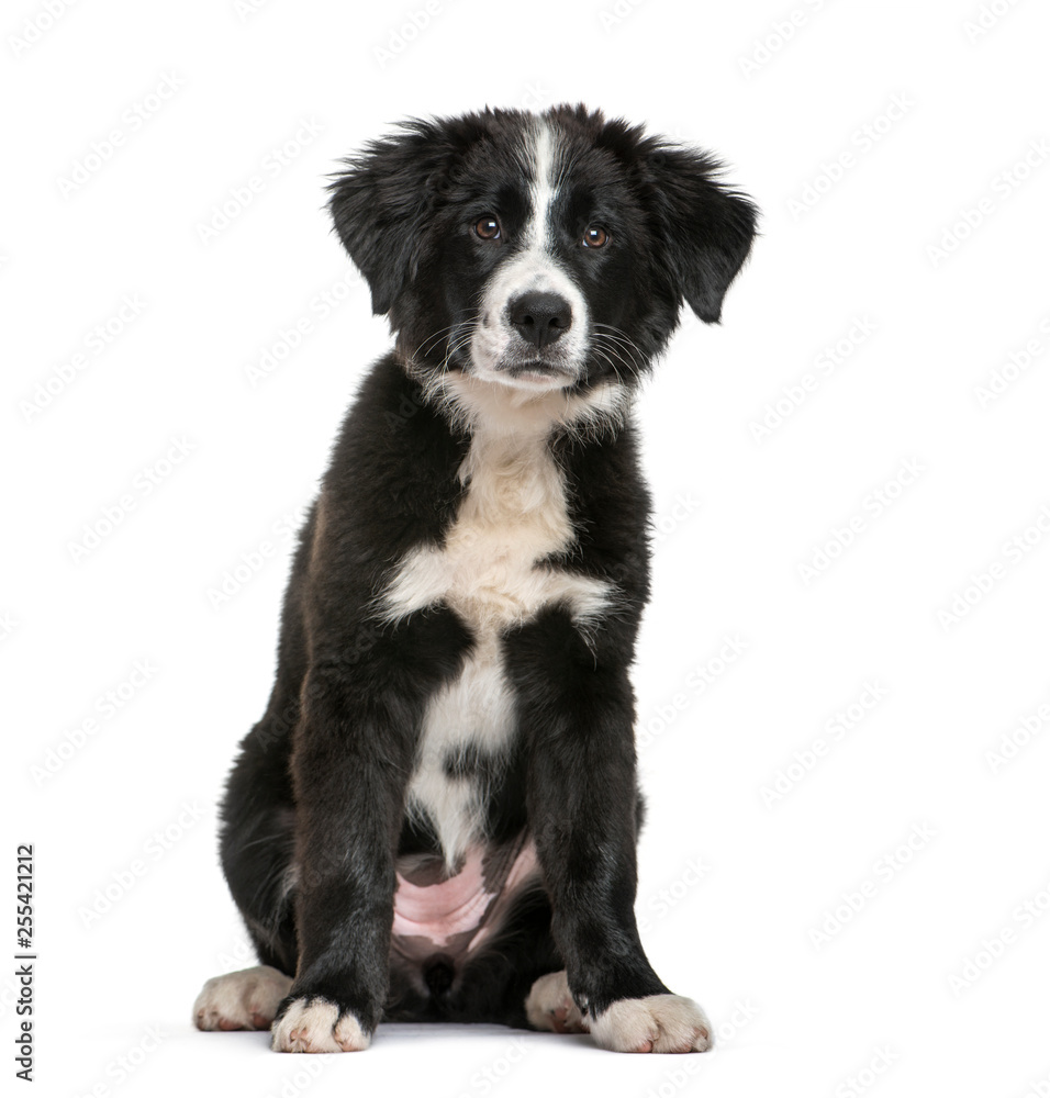 Border Collie, 3 months old, sitting in front of white backgroun