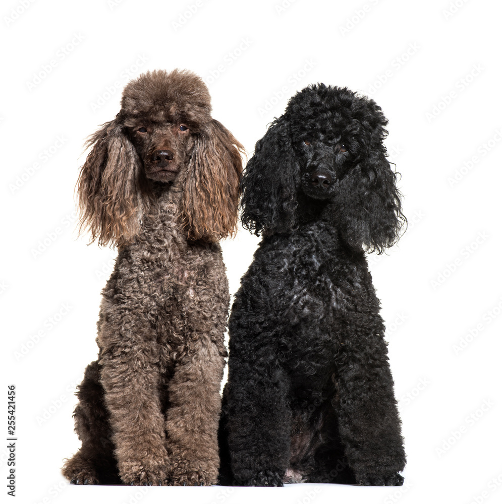 Poodle, 6 and 12 years old, sitting in front of white background Poodle, 6 and 12 years old, sitting in front of white background
