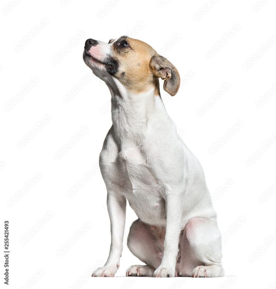 Mixed-breed dog, 1 year old, sitting in front of white backgroun