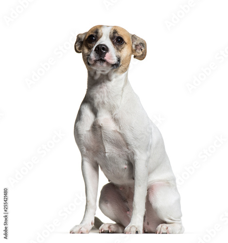 Mixed-breed dog, 1 year old, sitting in front of white backgroun