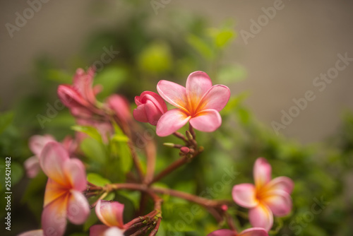 tender pink frangipani flowers on green background in tropical garden in Bali