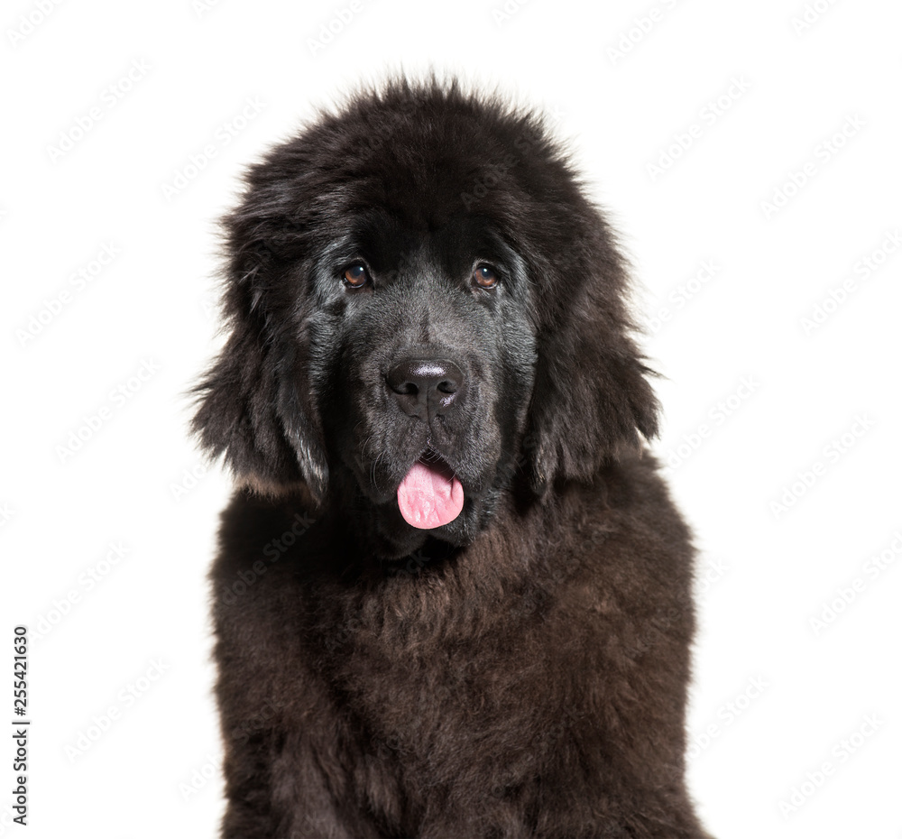 Newfoundland, 4 months old, in front of white background Newfoundland, 4 months old, in front of white background