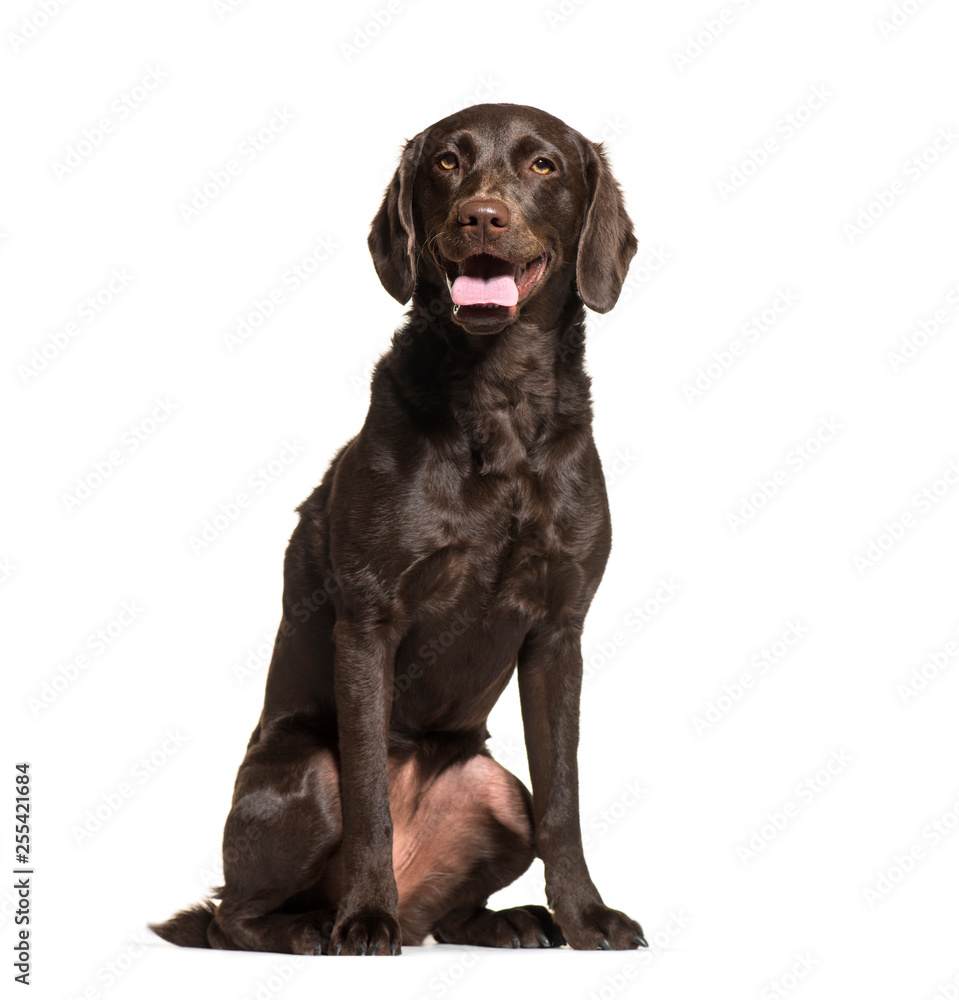 Labrador Retriever, 1 year old, sitting in front of white backgr Labrador Retriever, 1 year old, sitting in front of white backgr