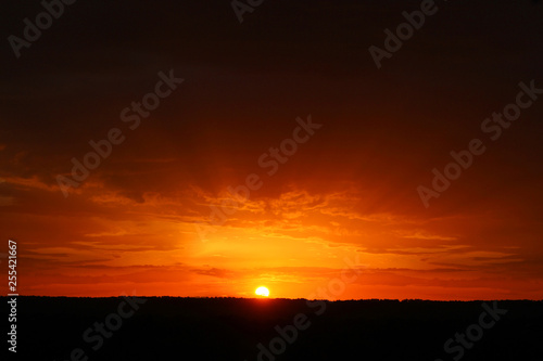 Magic red sunset with trees horizon. © Oleksandr