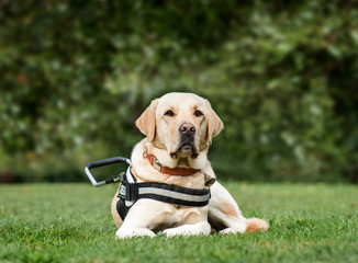 Guide dog Labrador Retriever, 2 years old, in park
