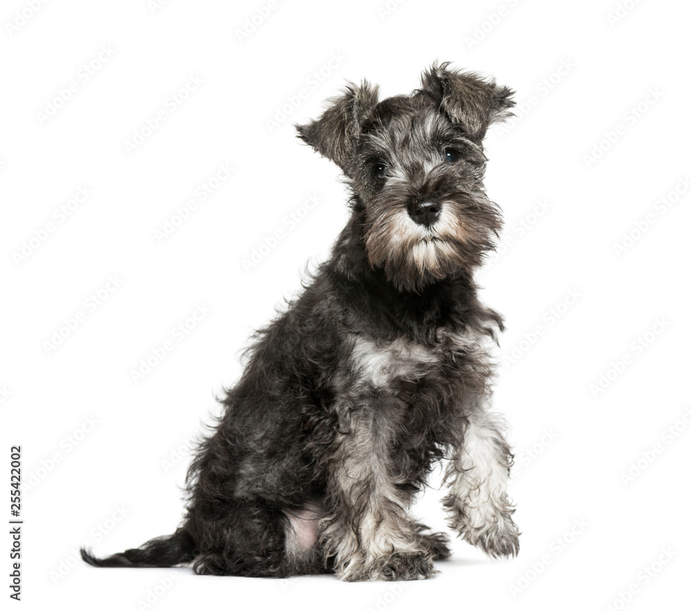Miniature Schnauzer, 3 months old, sitting in front of white bac