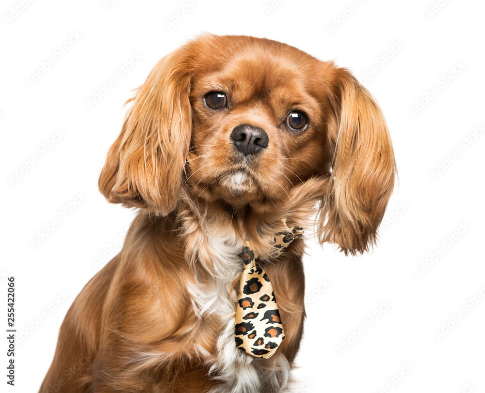 Cavalier King Charles Spaniel in front of white background Cavalier King Charles Spaniel in front of white background