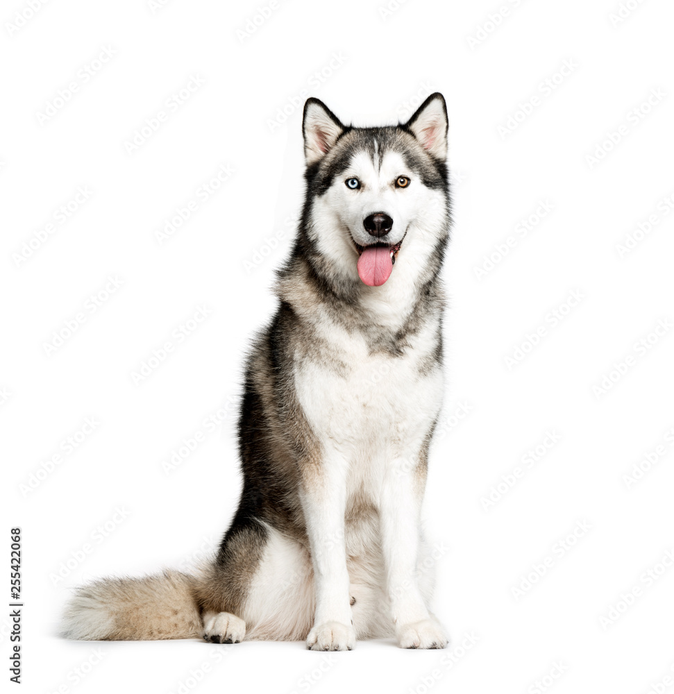 Siberian Husky, 9 months old, sitting in front of white backgrou Siberian Husky, 9 months old, sitting in front of white backgrou