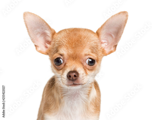 Chihuahua, 4 months old, in front of white background © Eric Isselée