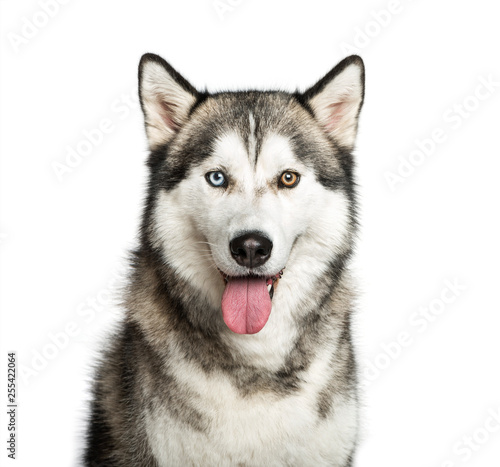 Siberian Husky  9 months old  in front of white background