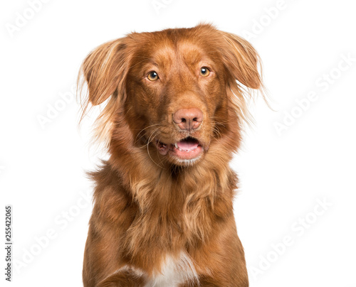 Toller dog in front of white background