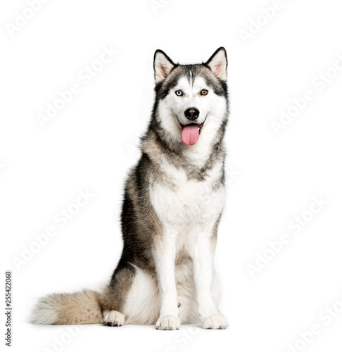 Siberian Husky, 9 months old, sitting in front of white backgrou