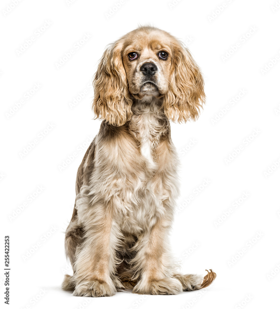 American Cocker Spaniel, 5 months old, sitting in front of white