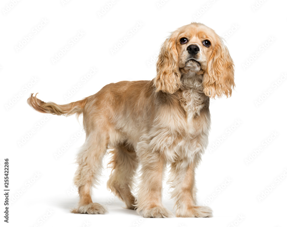 American Cocker Spaniel, 5 months old, in front of white backgro