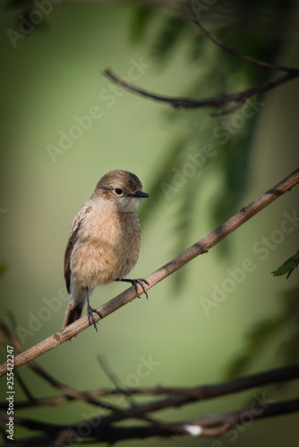 Female pied bush chat