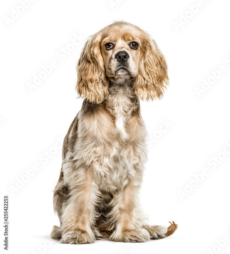 American Cocker Spaniel, 5 months old, sitting in front of white