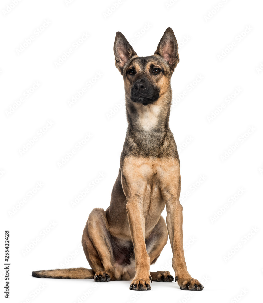 Malinois dog, 2 years old, sitting in front of white background