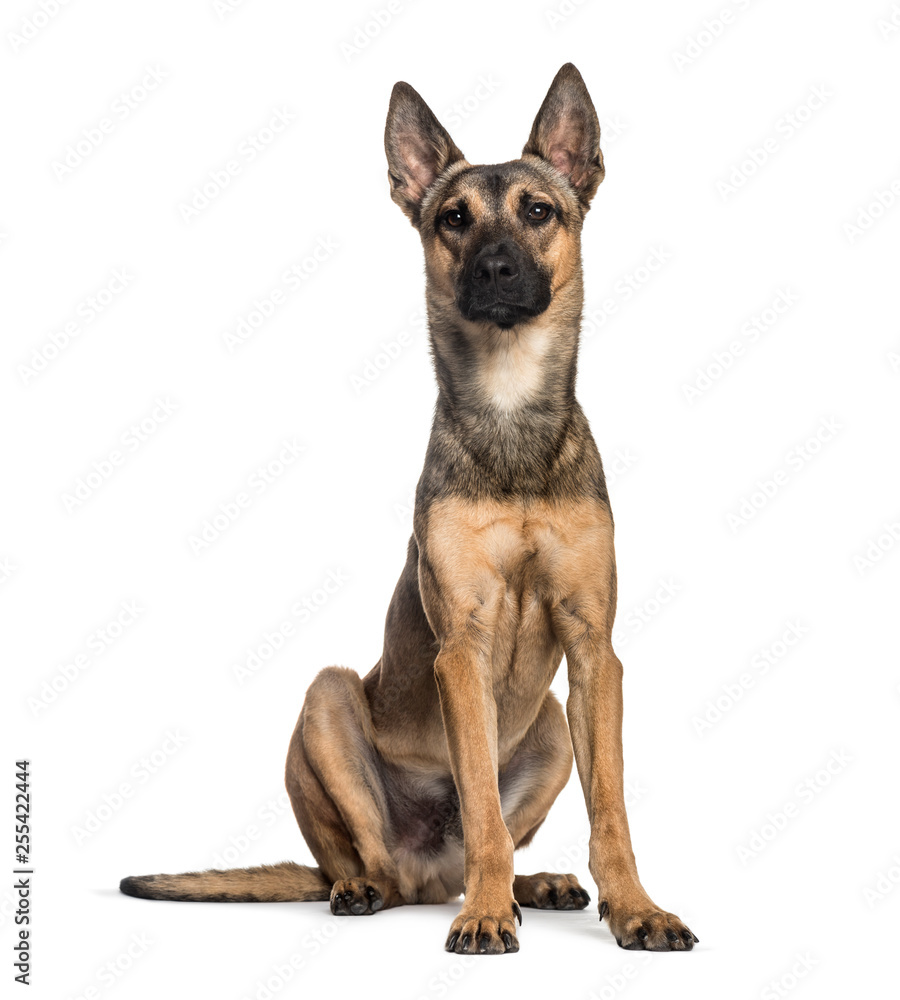 Malinois dog, 2 years old, sitting in front of white background Malinois dog, 2 years old, sitting in front of white background