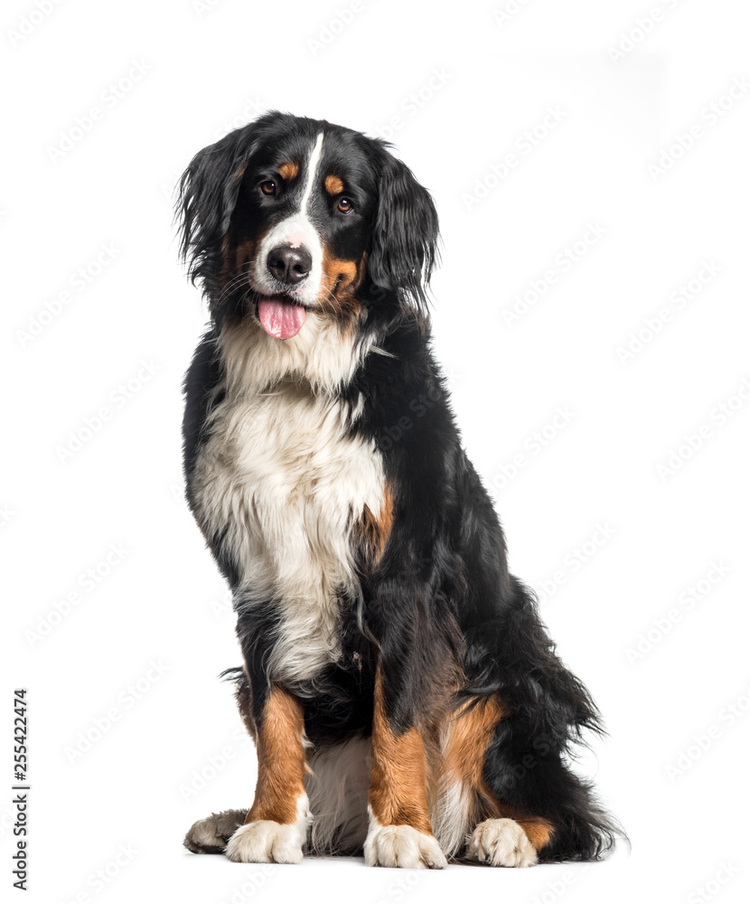Bernese Mountain Dog, 1 year old, sitting in front of white back Bernese Mountain Dog, 1 year old, sitting in front of white back