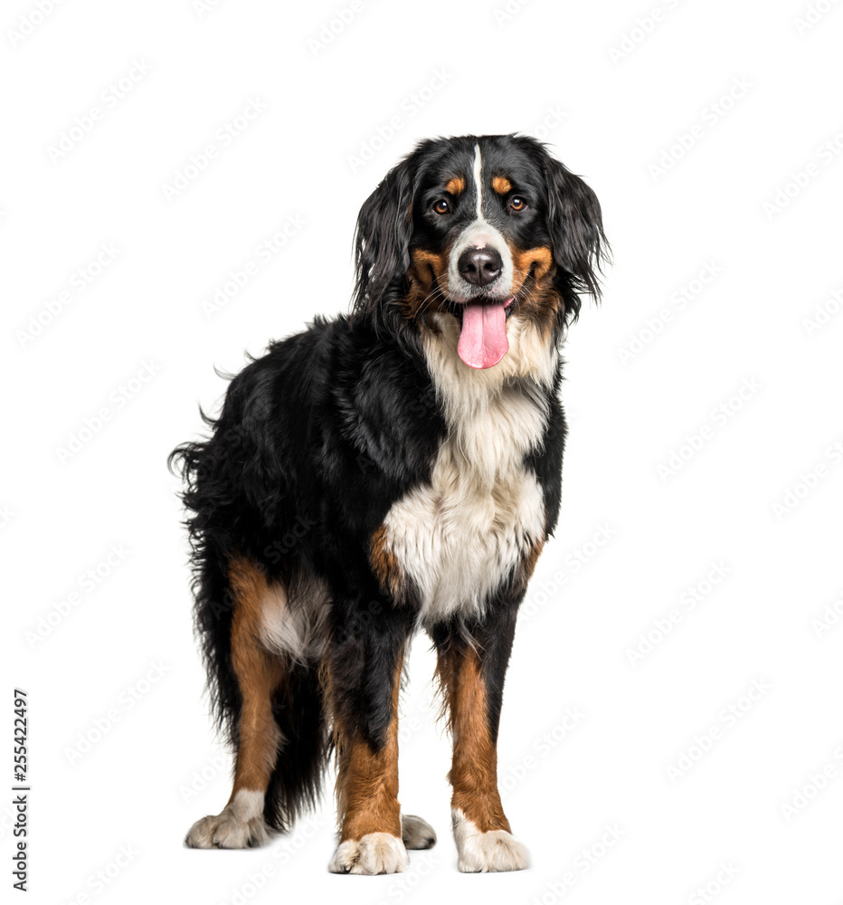 Bernese Mountain Dog, 1 year old, in front of white background