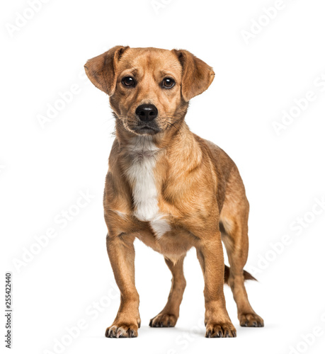 Mixed-breed dog, 1 year old, in front of white background