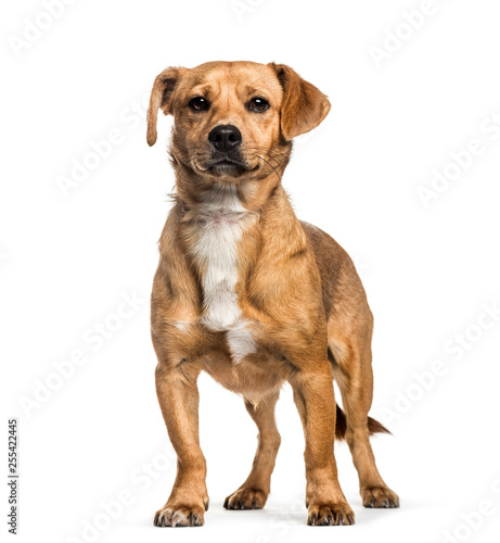 Mixed-breed dog  1 year old  in front of white background