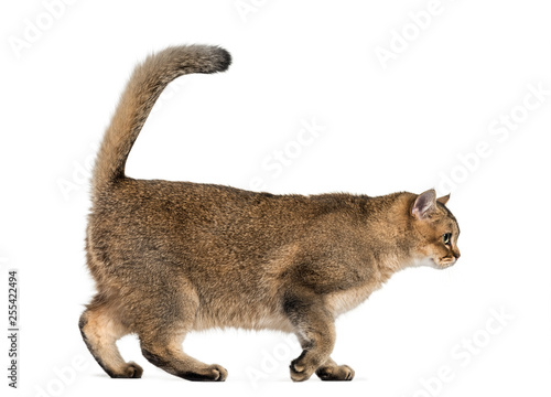 British Shorthair, 1 year old, in front of white background