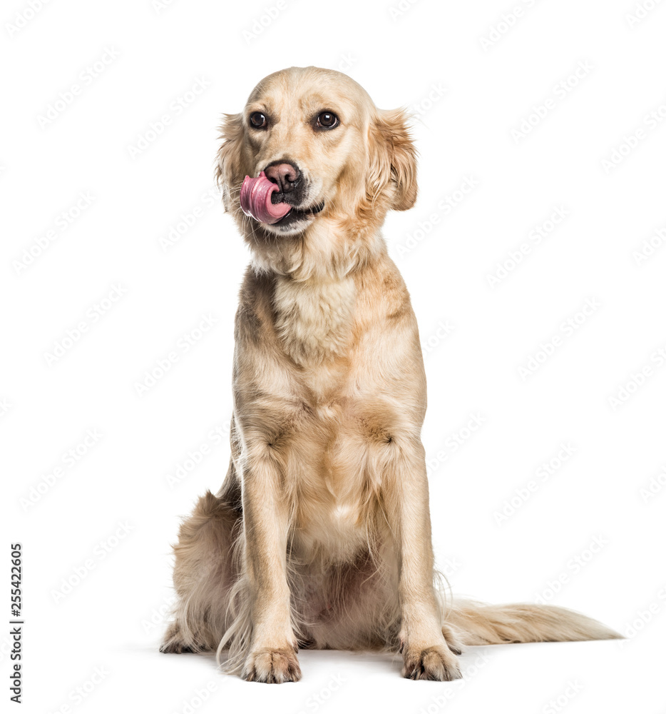 Golden Retriever, 2 years old, sitting in front of white backgro