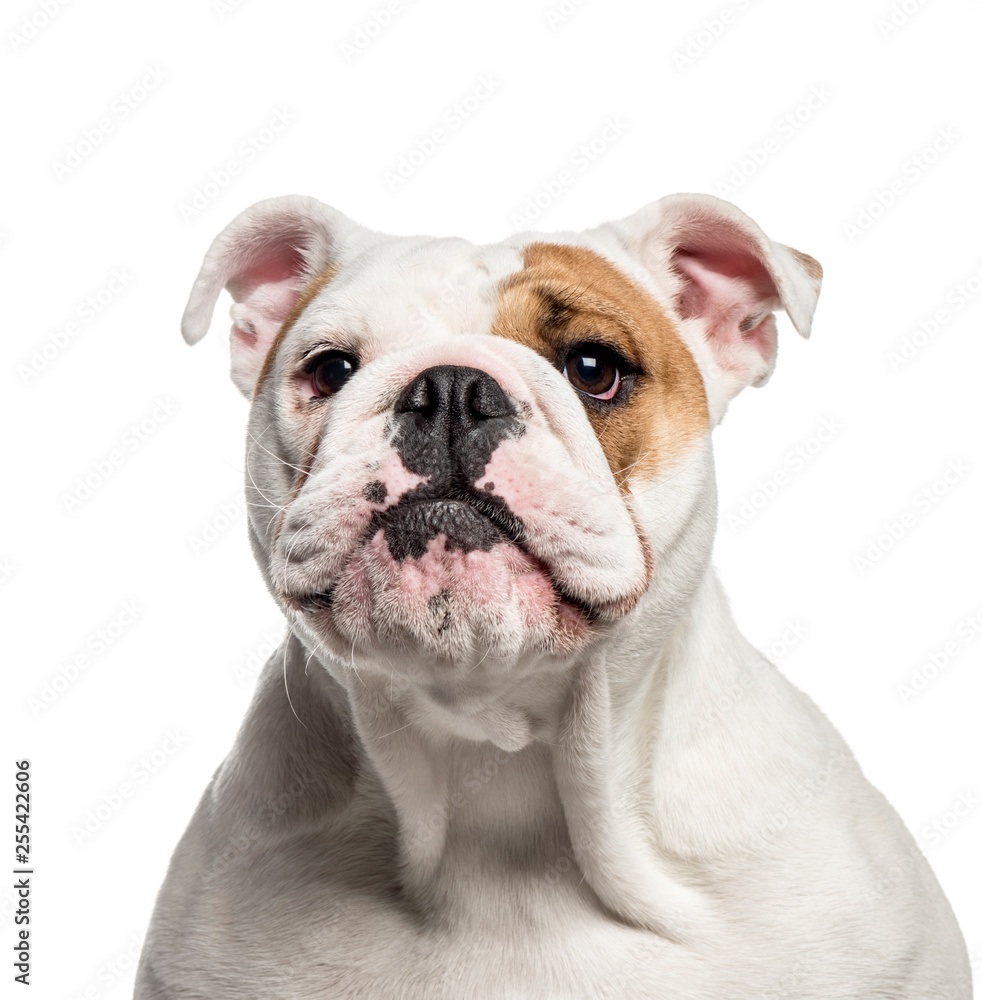 English Bulldog, 10 months old, in front of white background