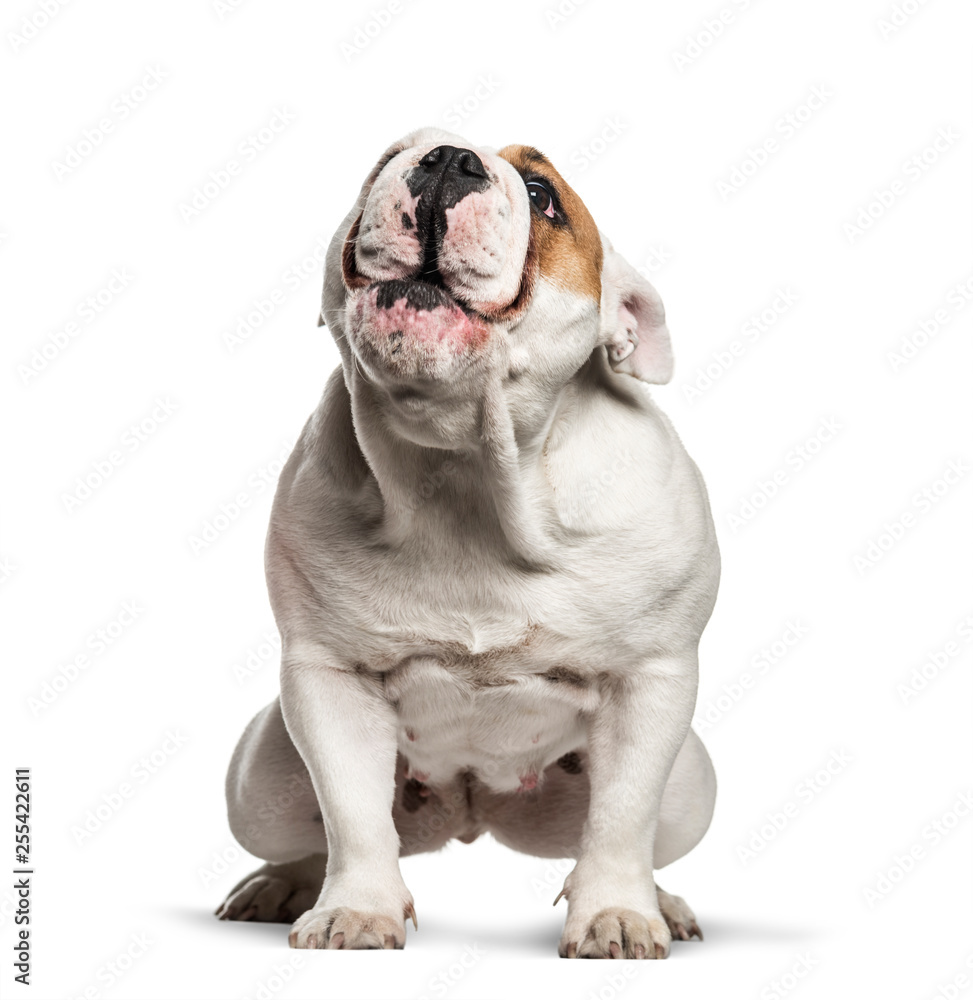 English Bulldog, 10 months old, sitting in front of white backgr