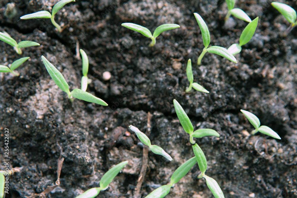 Selective close-up of green seedling. Green salad growing from seed Selective close-up of green seedling. Green salad growing from seed
