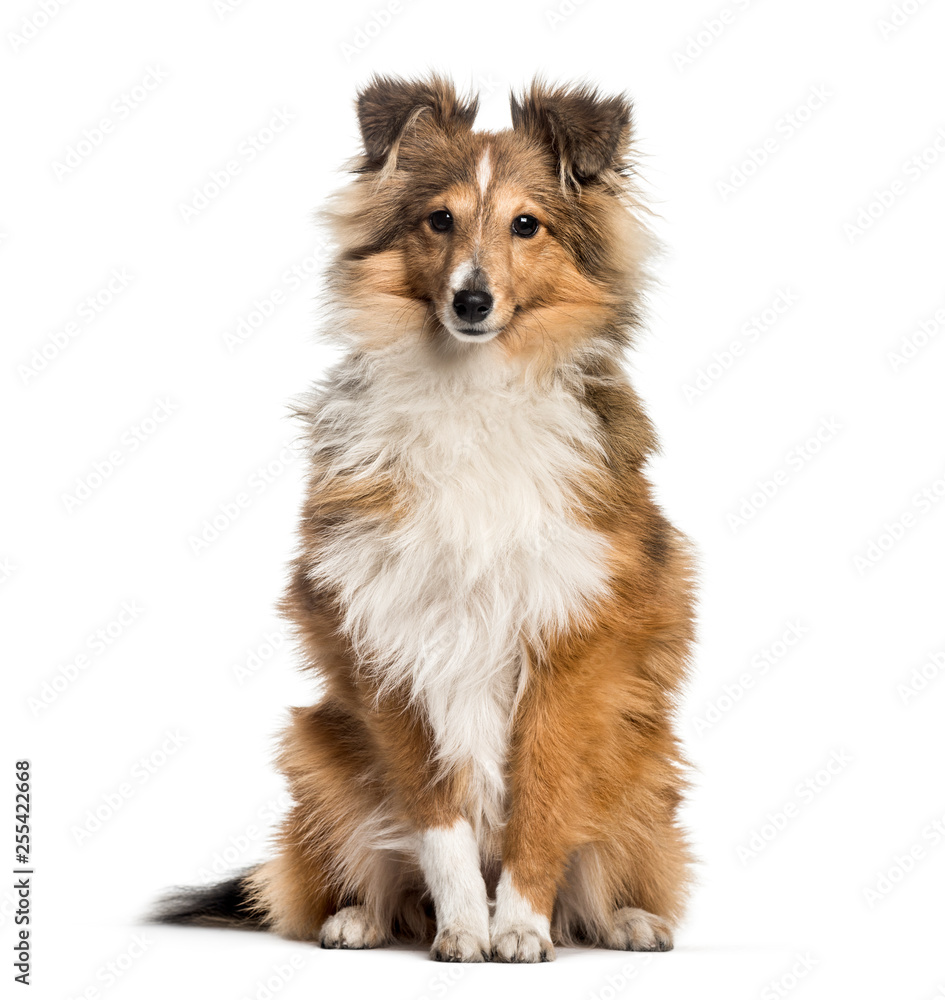Shetland Sheepdog, 3 years and 6 months old, sitting in front of