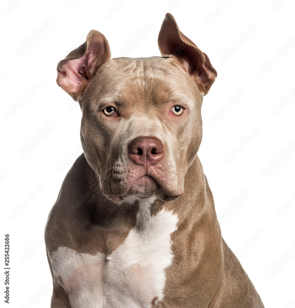 American Bully, 10 months old, in front of white background