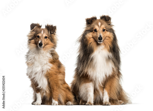 Shetland Sheepdog, 3 years and 6 months old, sitting in front of