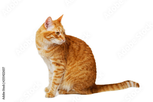 Red cat sits and turns around looking back. Isolated on white. Copyspace. Shallow focus.