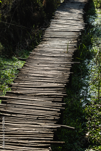 A walking path in Okhla Bird Santuary photo