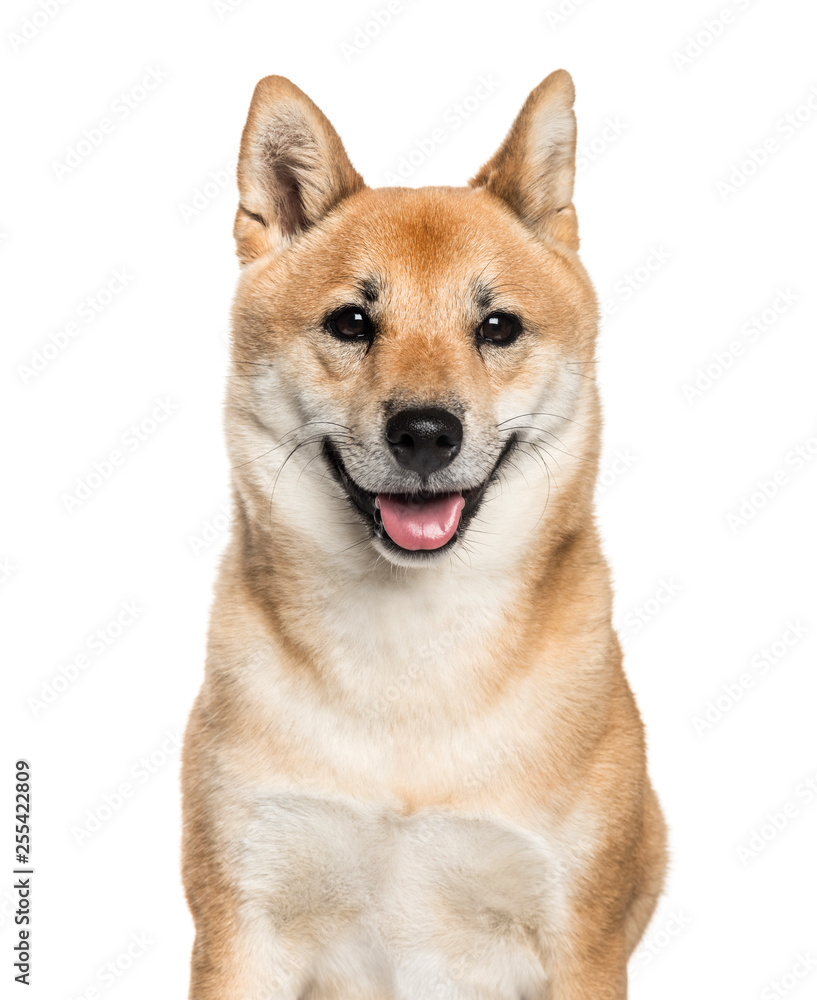 Shiba Inu, 2 years old, in front of white background