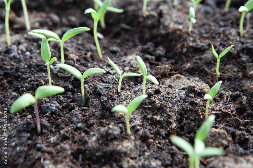 Selective close-up of green seedling. Green salad growing from seed Selective close-up of green seedling. Green salad growing from seed