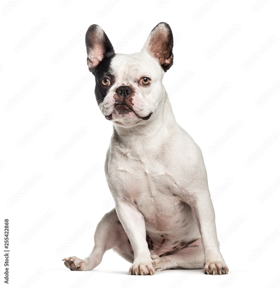 French Bulldog, 2 years old, sitting in front of white backgroun
