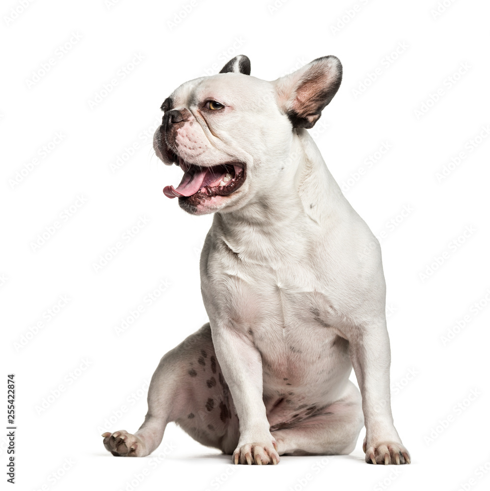French Bulldog, 2 years old, sitting in front of white backgroun French Bulldog, 2 years old, sitting in front of white backgroun
