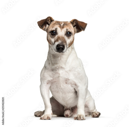 Old Jack Russell  12 years old  sitting in front of white backgr