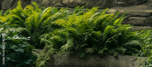 fern on the rocks