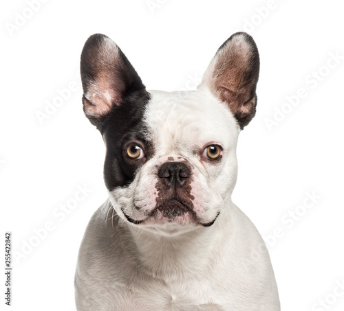 French Bulldog, 2 years old, in front of white background