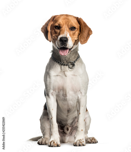 Beagle, 2 years old, sitting in front of white background