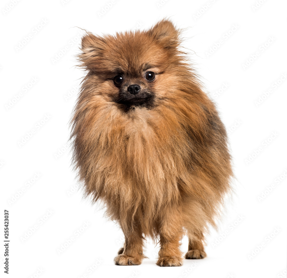 Pomeranian, 1 year old, in front of white background