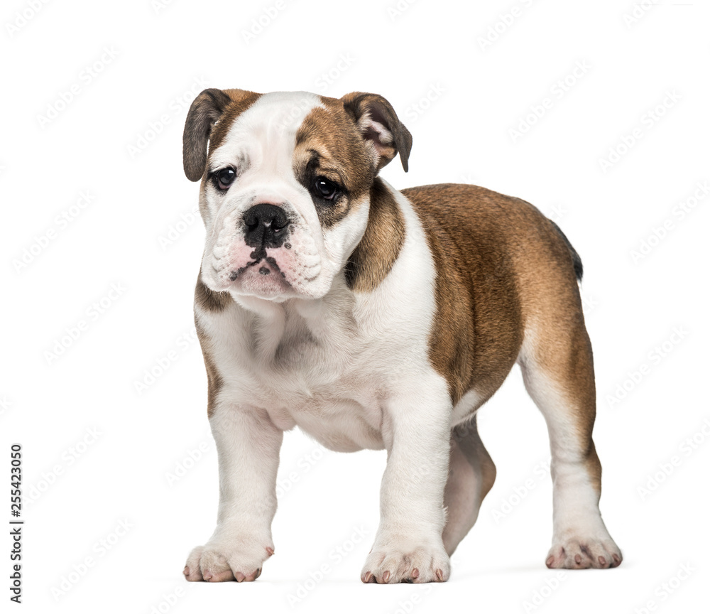 Puppy French Bulldog, 10 weeks old, in front of white background