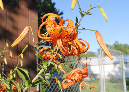 orange tiger lily on green background