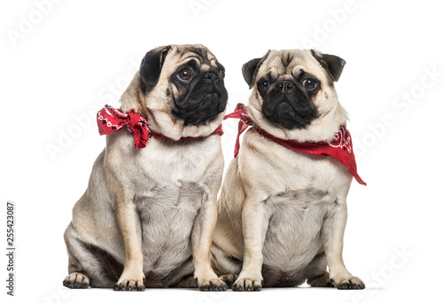 Pug, 2 years old and 1 year old, sitting in front of white backg © Eric Isselée